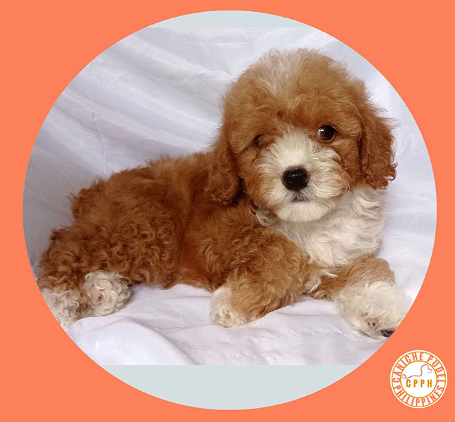 Toy poodle puppy raised at Caniche Pudel Philippines